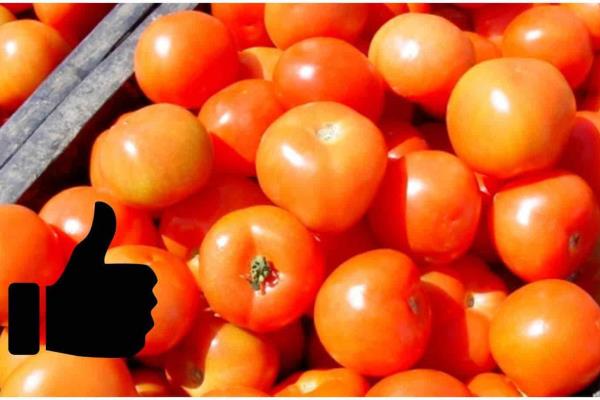 Comer tomate crudo todos los días puede prevenir estas enfermedades