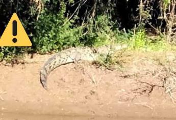 Así se vio el cocodrilo en La Uva, Guasave | VIDEO