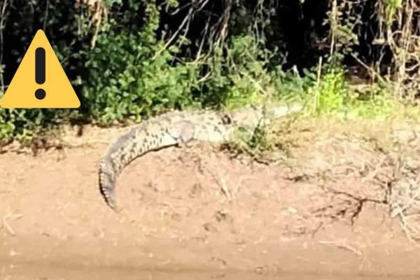 Así se vio el cocodrilo en La Uva, Guasave | VIDEO