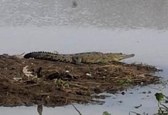 Advierten la presencia de más cocodrilos en los tres ríos de Culiacán 