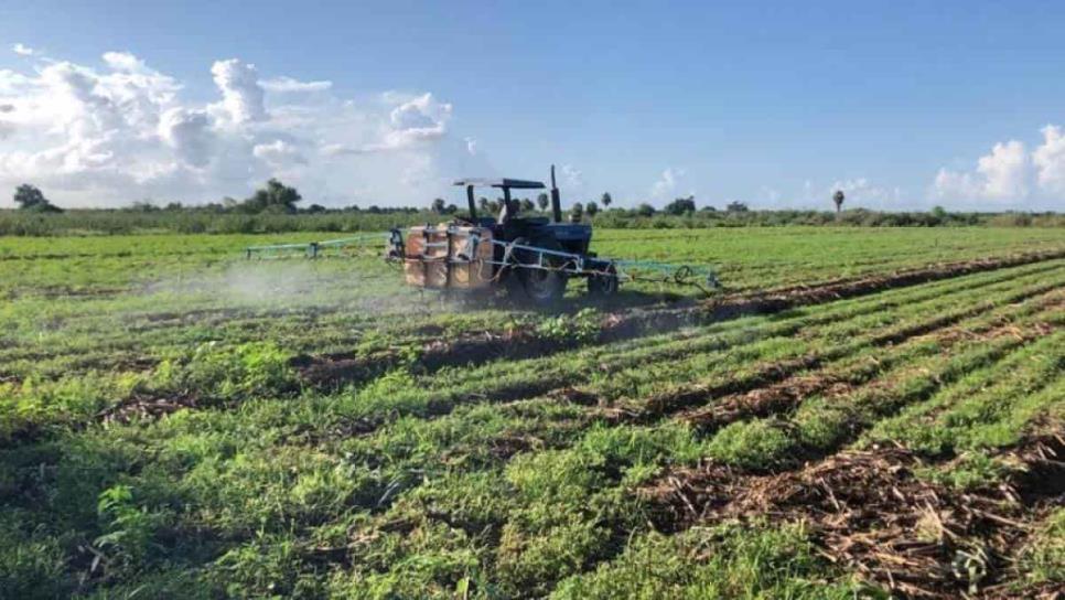 Paralizado el campo sinaloense por falta de financiamiento para el ciclo 2024-2025