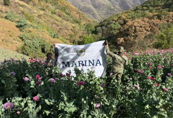 Marina localiza y destruye ocho plantíos de amapola en la sierra del municipio de Sinaloa
