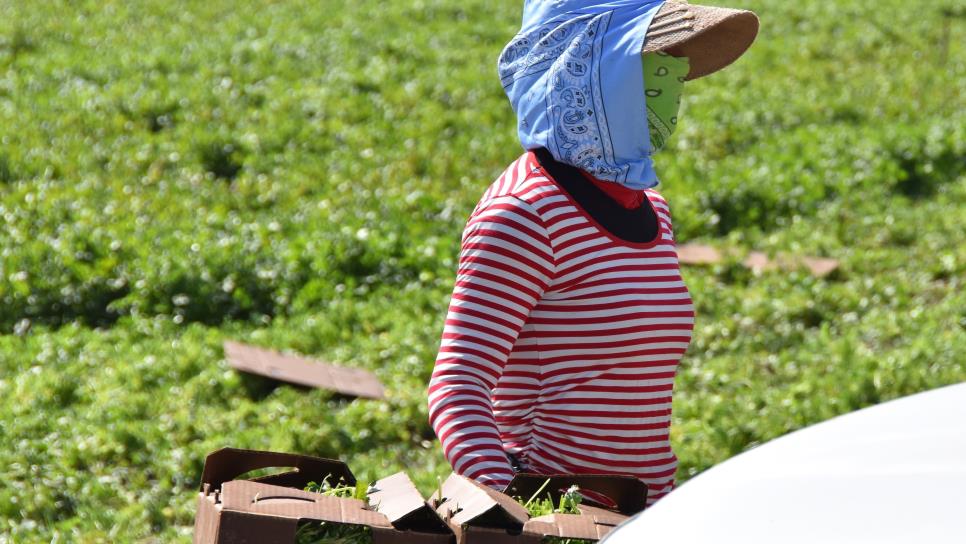 «El campo no tiene rentabilidad»; CNA advierte crisis en el campo a nivel nacional