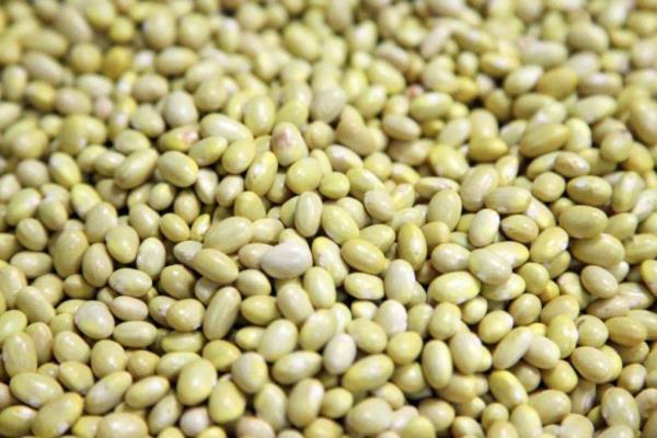 Cosecha de frijol en Sinaloa está al 50 %