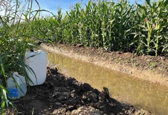 Se acaba el agua para cultivos en Sinaloa; productores alistan el último riego