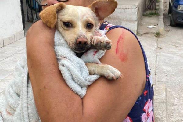 Perrita sobrevive tras caer sobre los picos de una cerca en Villa Unión