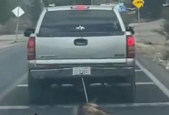¡Indignante! Conductora arrastra a una perrita por la carretera | VIDEO