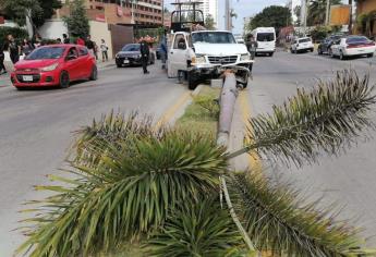 Camioneta choca contra una palmera en la Zona Dorada de Mazatlán