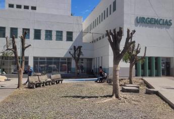 Denuncian tala masiva de árboles en el Hospital General de Los Mochis
