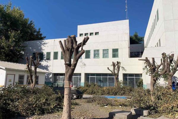 Servicios Públicos aclara polémica ante corte de árboles en Hospital General de Los Mochis