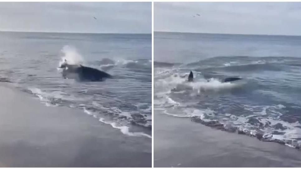 Avistan supuesto tiburón en playas de Camahuiroa