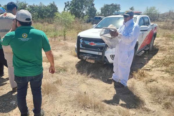 Enjambres de abejas mandan al hospital a dos bomberos de Culiacán 