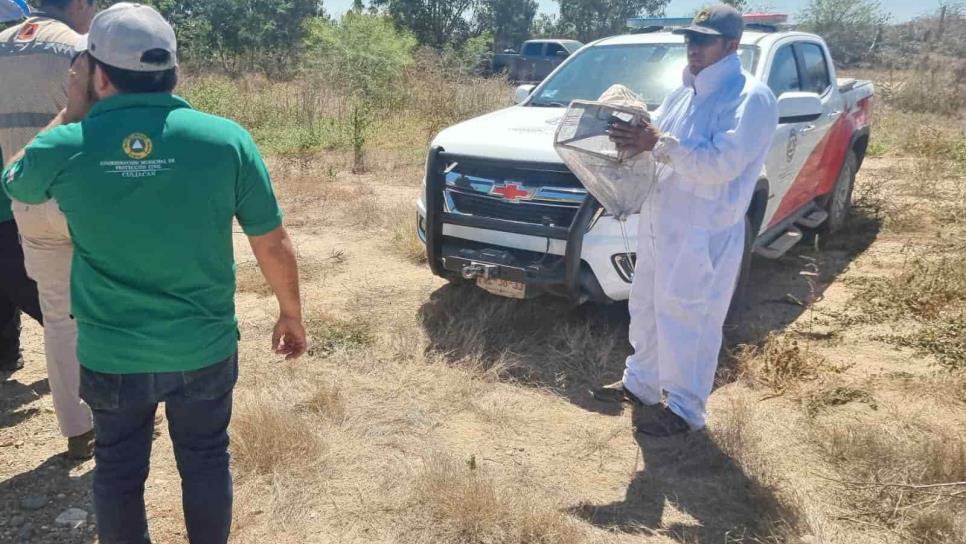 Enjambres de abejas mandan al hospital a dos bomberos de Culiacán 