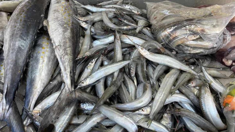 Llega el pez pajarito a Mazatlán y se vende en 70 pesos el kilo Llega el pez pajarito a Mazatlán y se vende en 70 pesos el kilo