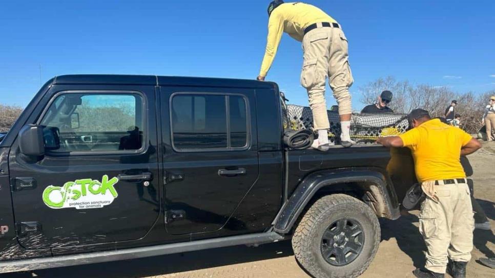 Golpeado y sin un ojo rescatan a lobo marino en playas de Navolato 