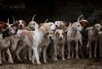 Top 5 de las razas de perros más sanas; nunca se enferman