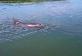 ¡No está muerto ni se fue de pachanga! El Pechocho está sanito en su hábitat en Topolobampo