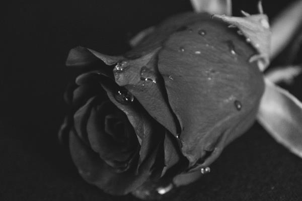 Rosas negras, una belleza única que crece solo en este lugar del mundo