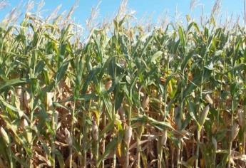 Productores dicen no a 5 mil 500 para el maíz 