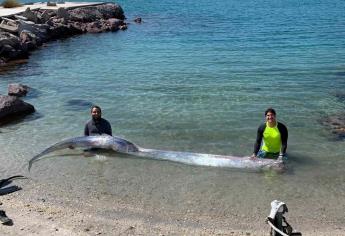 Aparece pez remo en playas de Baja California y causa temor entre los habitantes 