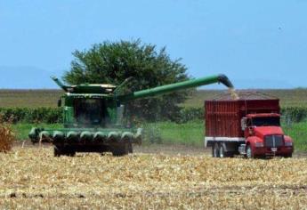 Baja producción de granos en Sinaloa debido a la sequía extrema