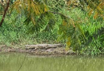 Captan a cocodrilo en el canal Recursos de Culiacán | VIDEO