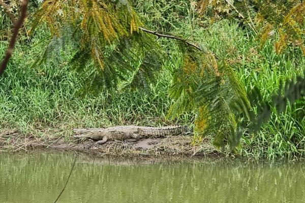 Captan a cocodrilo en el canal Recursos de Culiacán | VIDEO