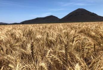 Productores de Sinaloa se alistan para cosecha de trigo