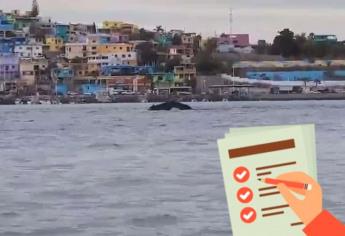 ¿Ya viste la ballena en Topolobampo? Esto debes saber antes de acercarte