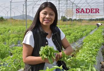 Secretaría de Agricultura abre vacante con sueldo de 156 mil pesos al mes; requisitos