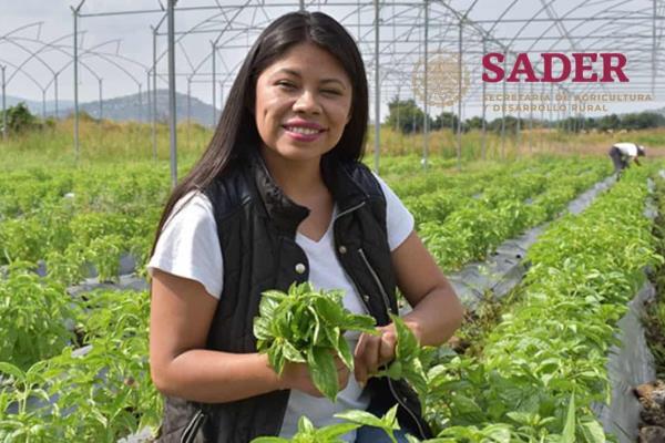 Secretaría de Agricultura abre vacante con sueldo de 156 mil pesos al mes; requisitos
