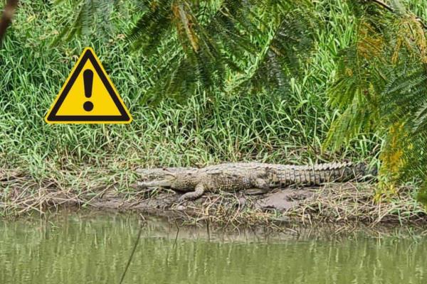 ¿Qué hacer ante el ataque de un cocodrilo? Toma nota si vives en Culiacán