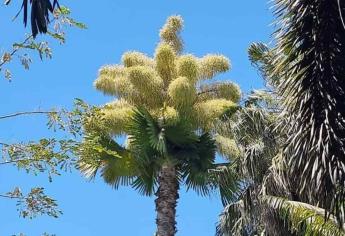 La Palma Gigante Talipot: de dónde es originaria y cómo llegó a México