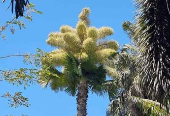 ¿Tú ya la viste? Florece la primera palma Talipot de México en Culiacán