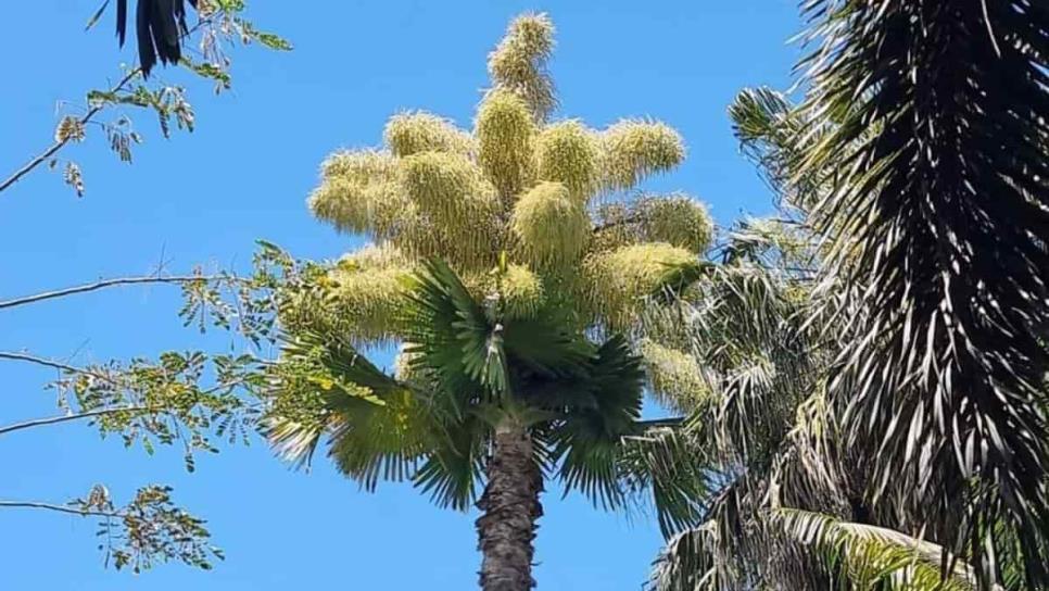 ¿Tú ya la viste? Florece la primera palma Talipot de México en Culiacán