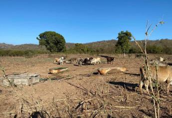 Se intensifica la sequía en zona rural de Mazatlán; ya son 20 comunidades con escasez de agua 