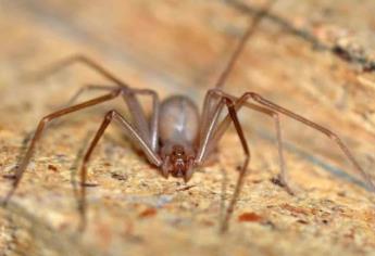 Araña Violinista; así es su telaraña e identifica su nido