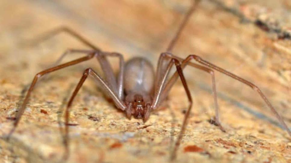 Araña Violinista; así es su telaraña e identifica su nido