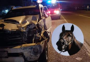 Hombre termina lesionado al impactarse en su camioneta contra un caballo en Mazatlán