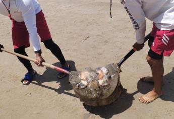 Advierten presencia de «quemadores» en playas de Mazatlán