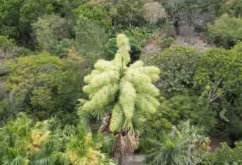 La palma gigante Talipot floreció por primera vez en México y la puedes ver en Culiacán