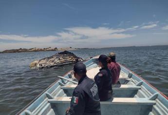 Encuentran ballena jorobada de más de 10 metros de largo muerta en las costas de Guasave