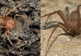 ¡Aguas con la araña violinista¡ Así puedes saber si hay alguna en tu casa