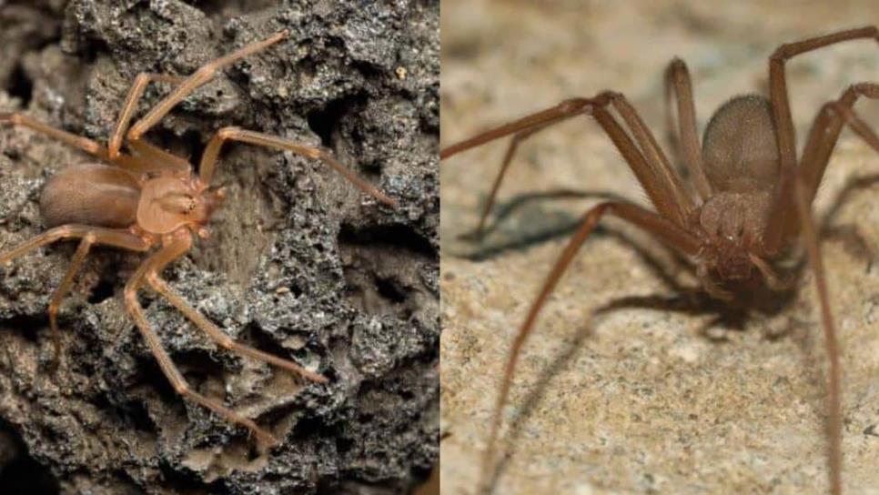 ¡Aguas con la araña violinista¡ Así puedes saber si hay alguna en tu casa