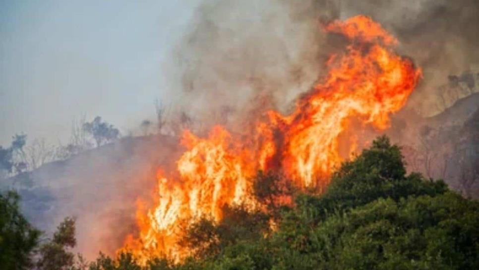 Incendios forestales en Sinaloa: cuántos van y cuáles siguen activos