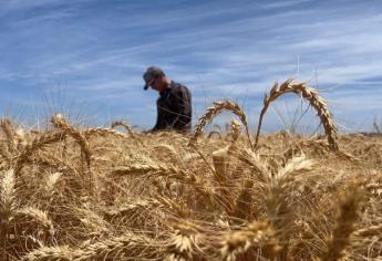 En el Día del Agricultor, productores de Sinaloa piden lluvias y mejor comercialización