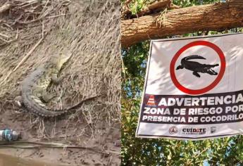 Colocan trampas y vigilancia permanente para atrapar cocodrilos en el Río de Guasave 