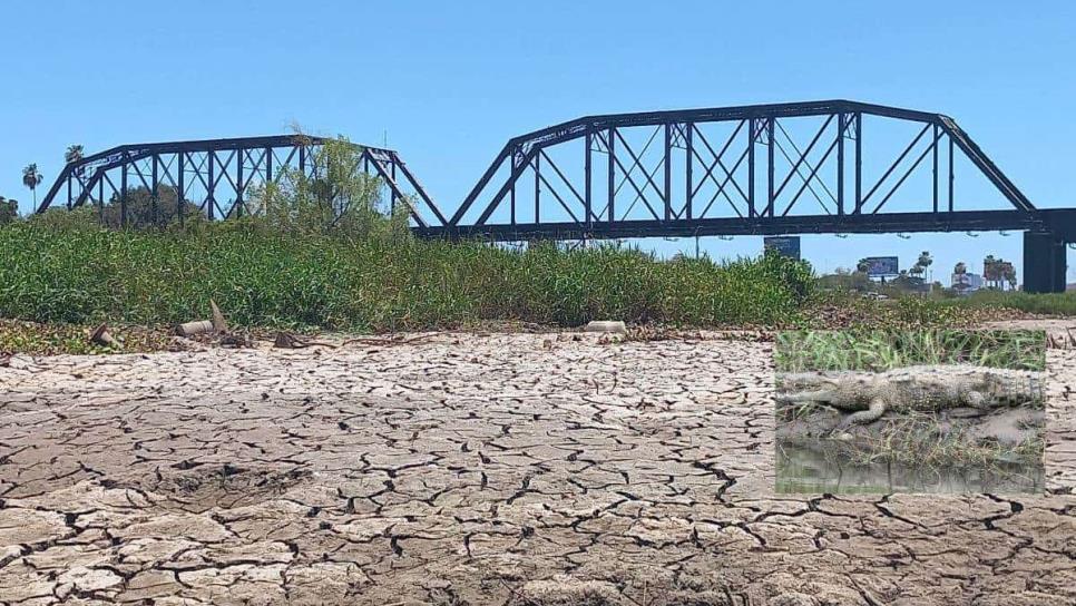 ¿A dónde se fueron los cocodrilos tras secarse el río Culiacán?