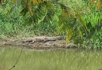 Cocodrilos de Culiacán: ¿A dónde migraron estos reptiles tras secarse el río?