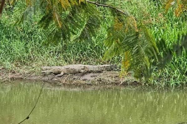 Cocodrilos de Culiacán: ¿A dónde migraron estos reptiles tras secarse el río?